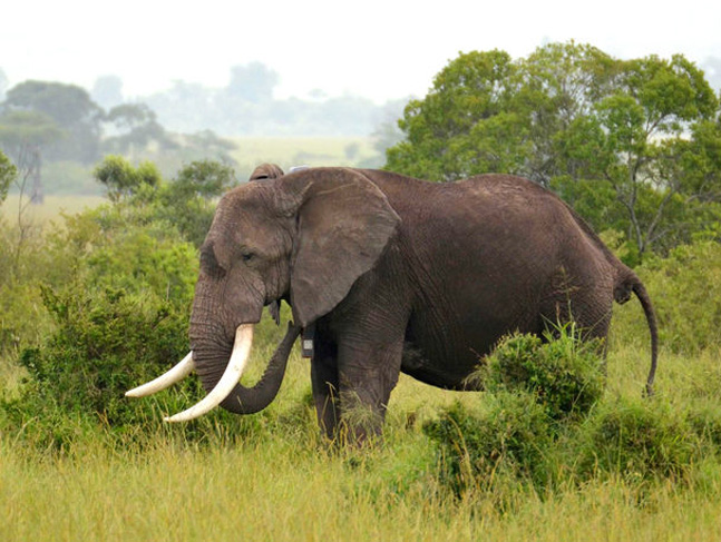 Drones Used in Fight Against Elephant Poaching