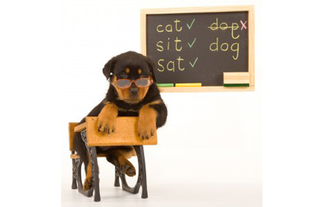 Advocates Claim Dogs Can Prevent School Violence