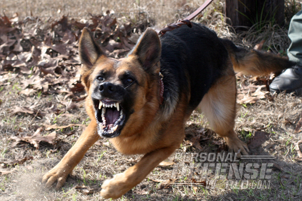 K9 Bodyguards: Versatile Home-Defense