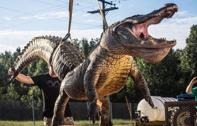 Marine Mississippi alligator