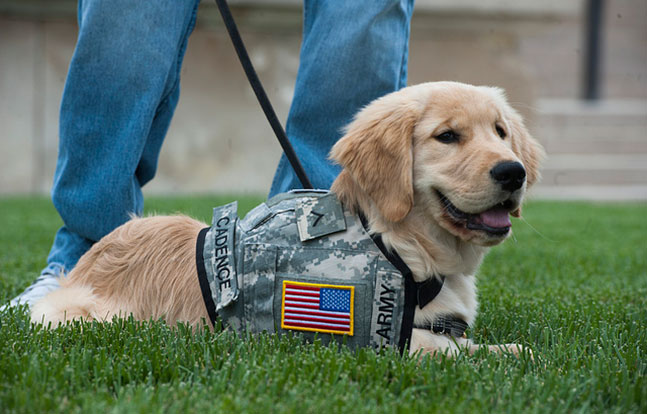 VA Service Dogs