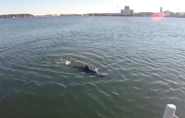 GhostSwimmer Drone Shark U.S. Navy