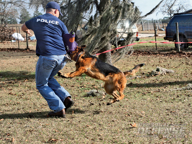 guard dog, guard dogs, dogs, dog, guard dog tips