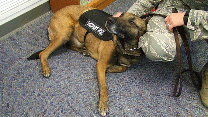 U.S. Air Force Therapy Dog Sato