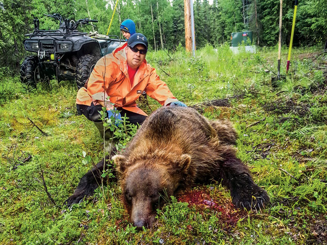 bear, animal, animal attacks, bear, bear attack