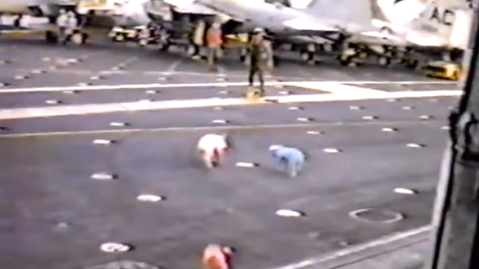 USS Kennedy Prank Greased Up Pigs