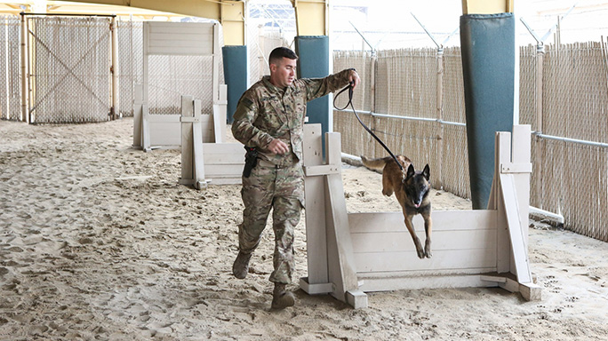 K9 Veterans Day 2016