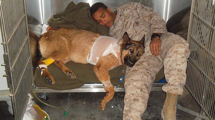 Dickin Medal US Marine Lucca