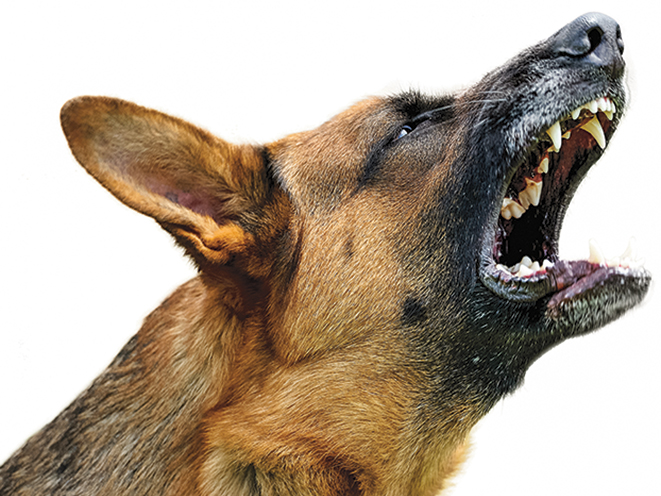 guard dog, guard dogs, protection dog, protection dogs