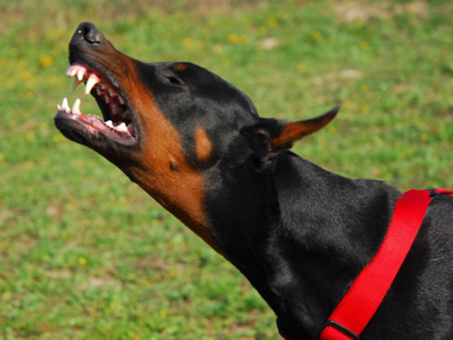 guard dog, guard dogs, protection dog, protection dogs, dog home invasion