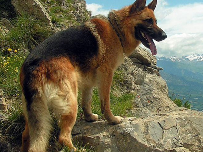 guard dog, guard dogs, protection dog, protection dogs, german shepherd