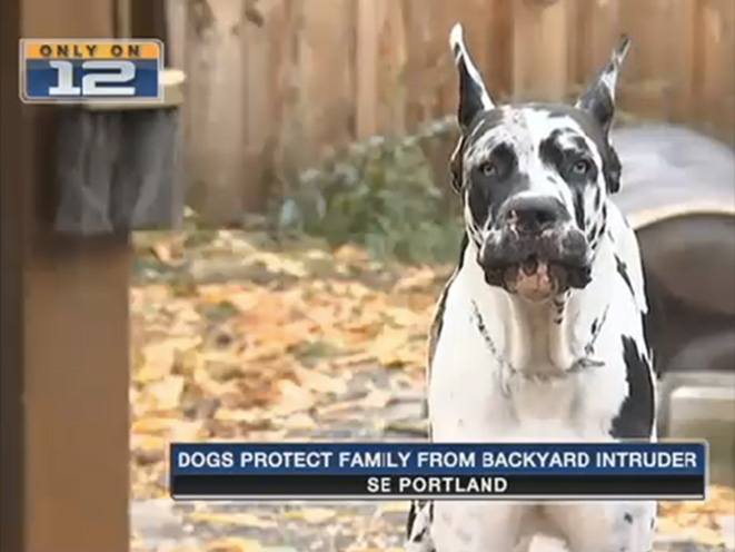 GUARD DOG, GUARD DOGS