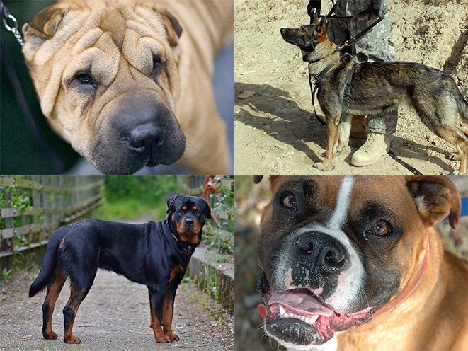 personal protection dogs