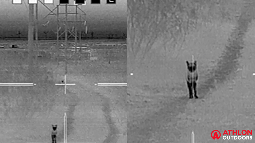 Coyote Hunting Beast Master Hunting Kill of the Month January 2018