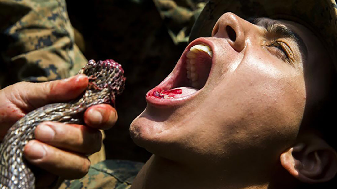 cobra gold cobra blood drinking