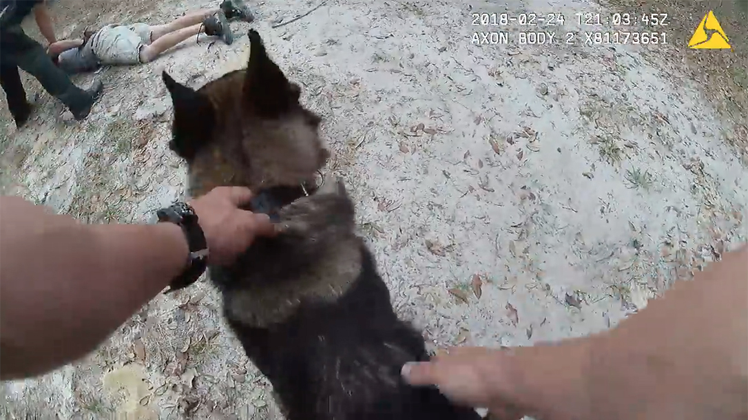 k9 shep florida car thieves