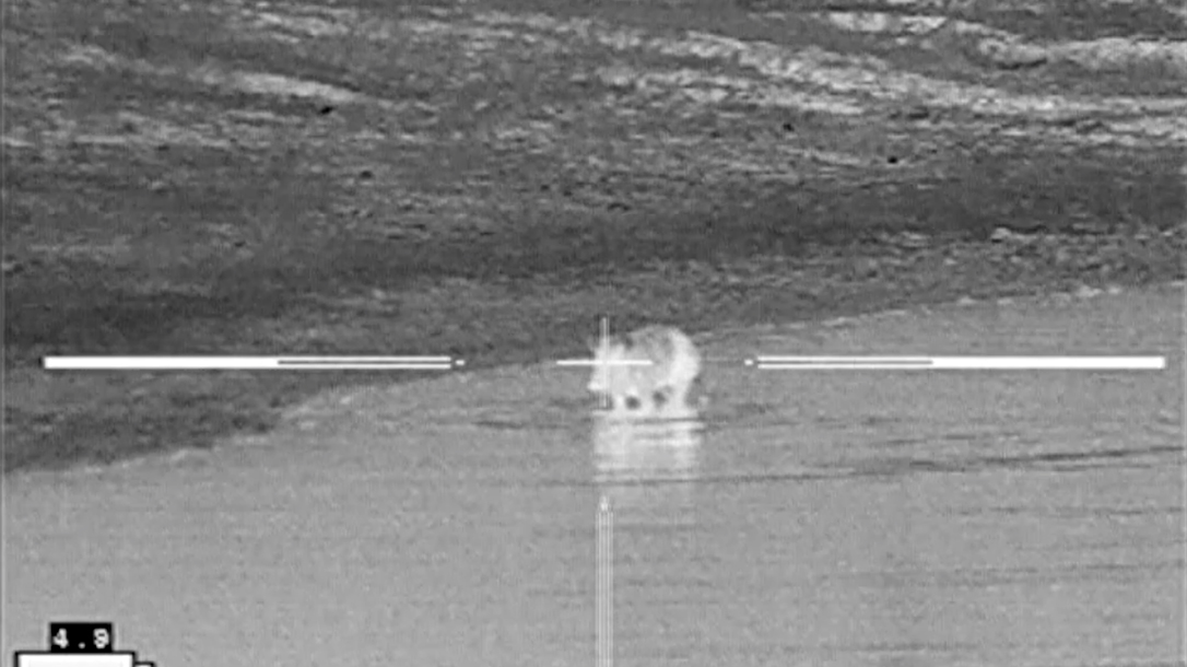 Feral Hog Hunting Texas Beast Master Kill February