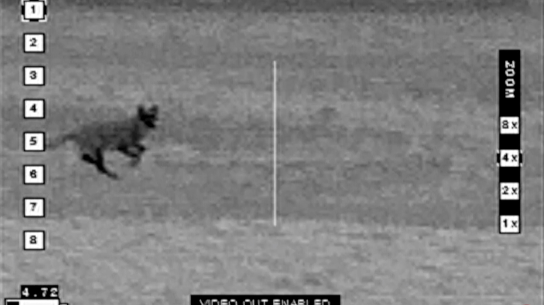 Running Coyote hunting long-distance hunt