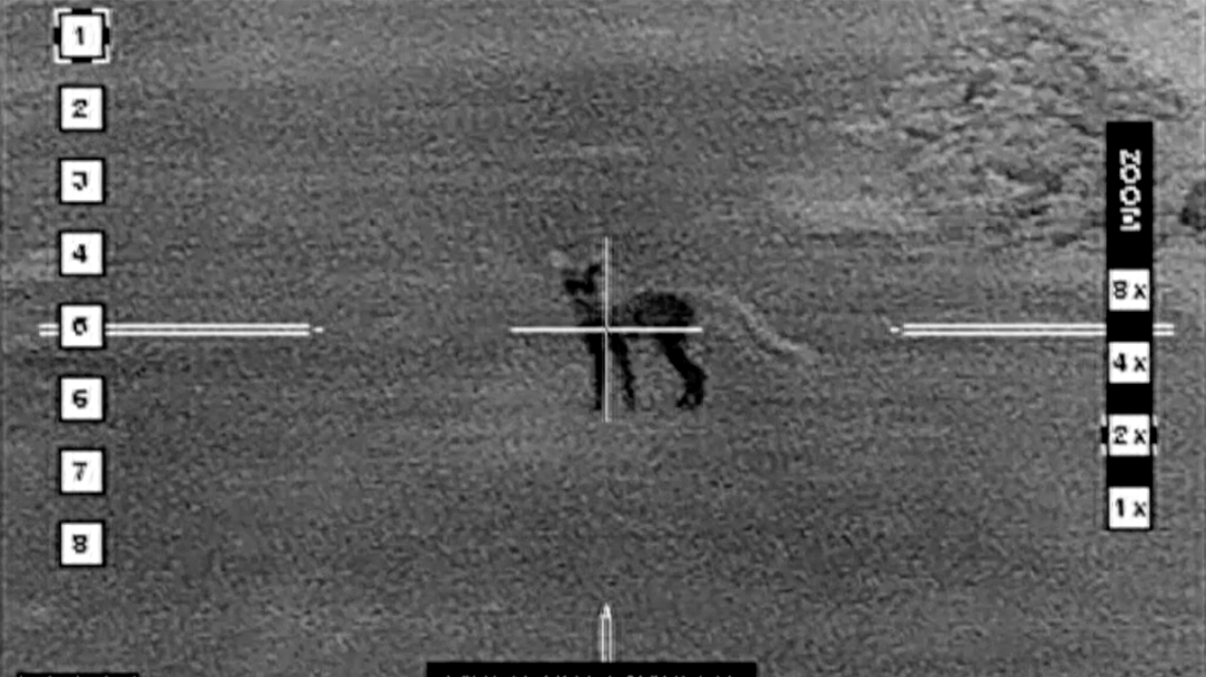 Grey Fox Hunt beast master hunting predators