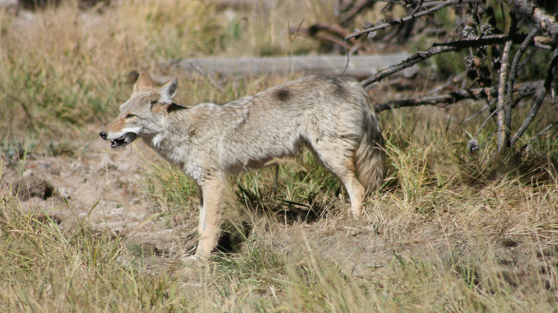 smith wesson model 647 varminter revolver coyote