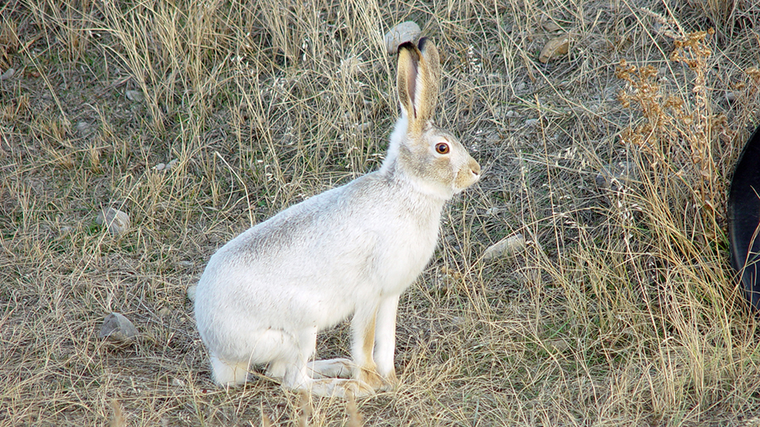 smith wesson model 647 varminter revolver jackrabbit