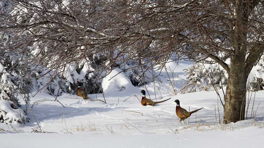 Predator Hunting game birds