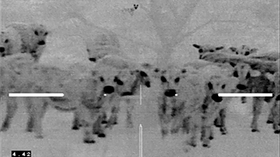 Coyote Hunting, West Texas, Varmint Hunting