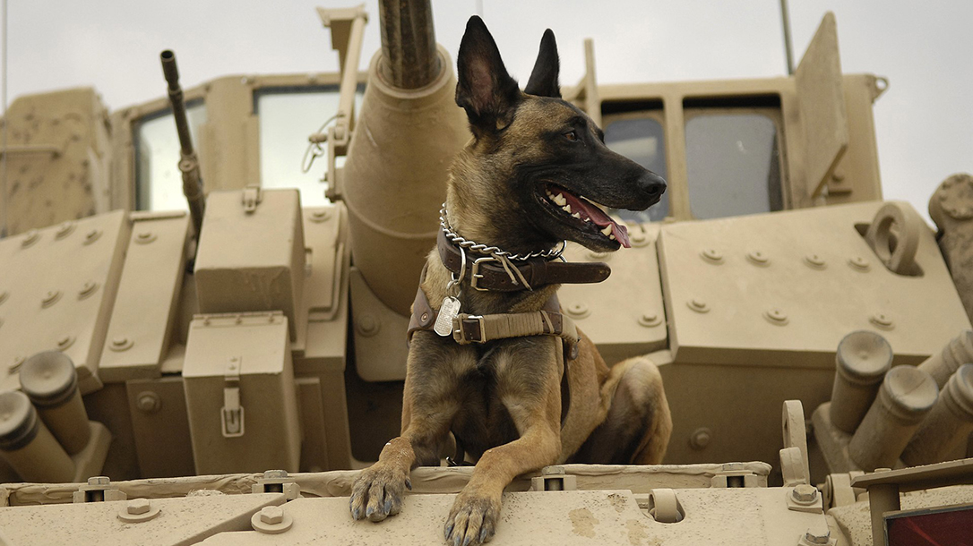sas dog tank