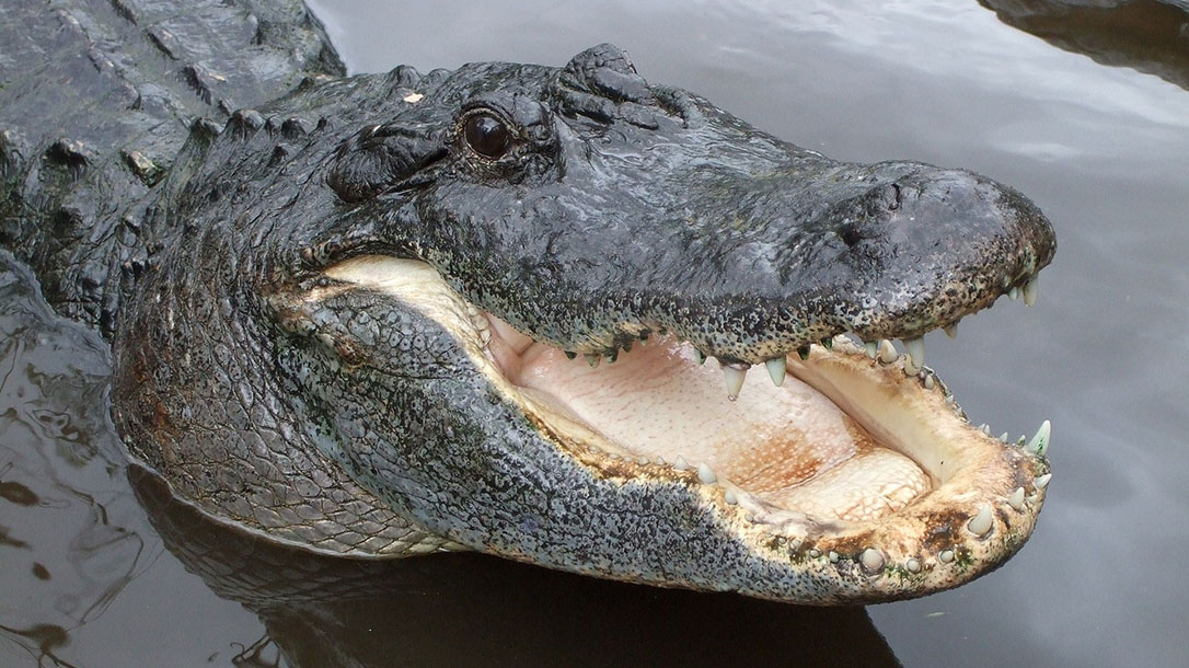 florida deputy ar-15 rifle alligator