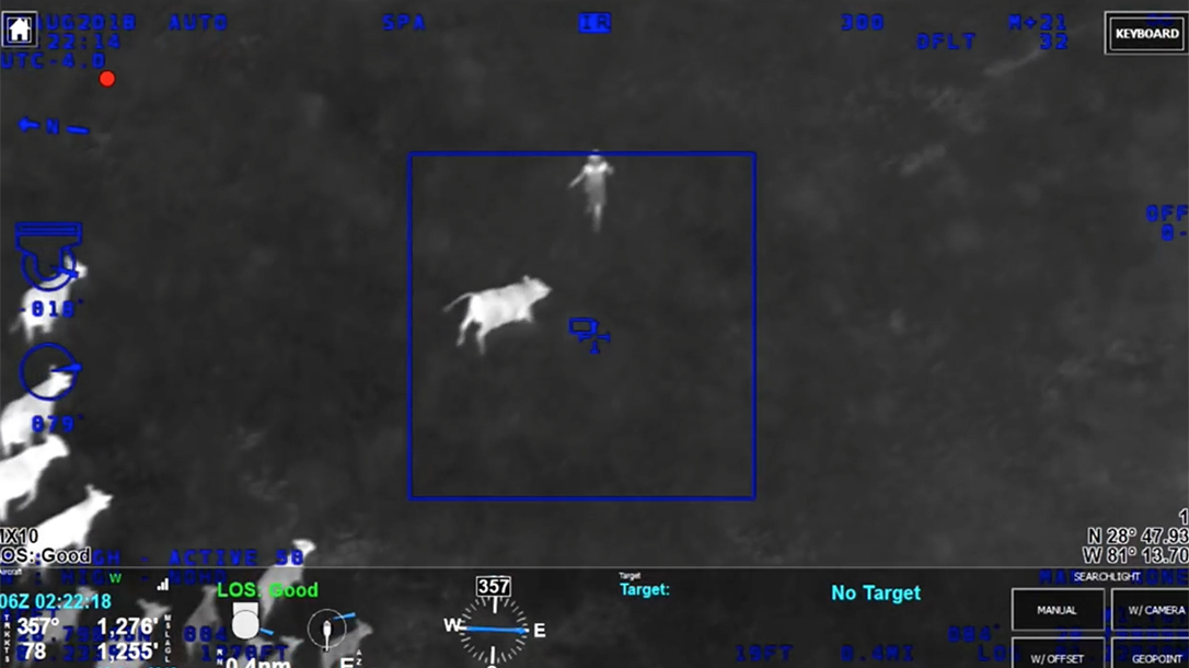 florida cow herd thief chase