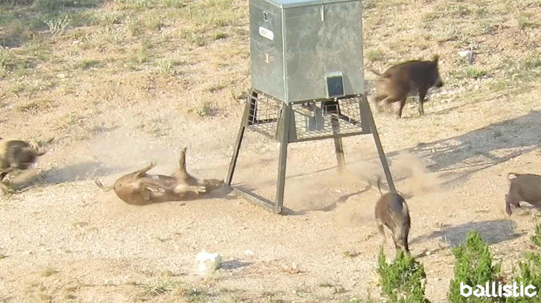 Long-Distance Hog Hunting, Texas Hunting, Beast Master Hunting