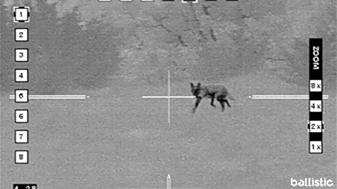 Coyote Hunt, Coyote Hunting, Texas Hunting, predator