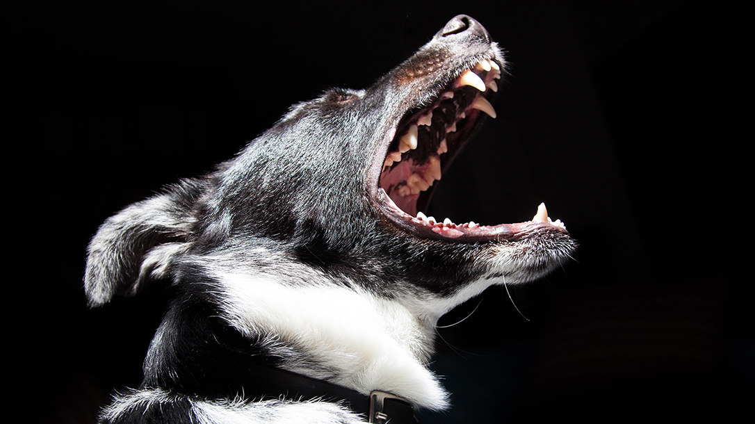 Armed Neighbors Stop Arizona Dog Attack