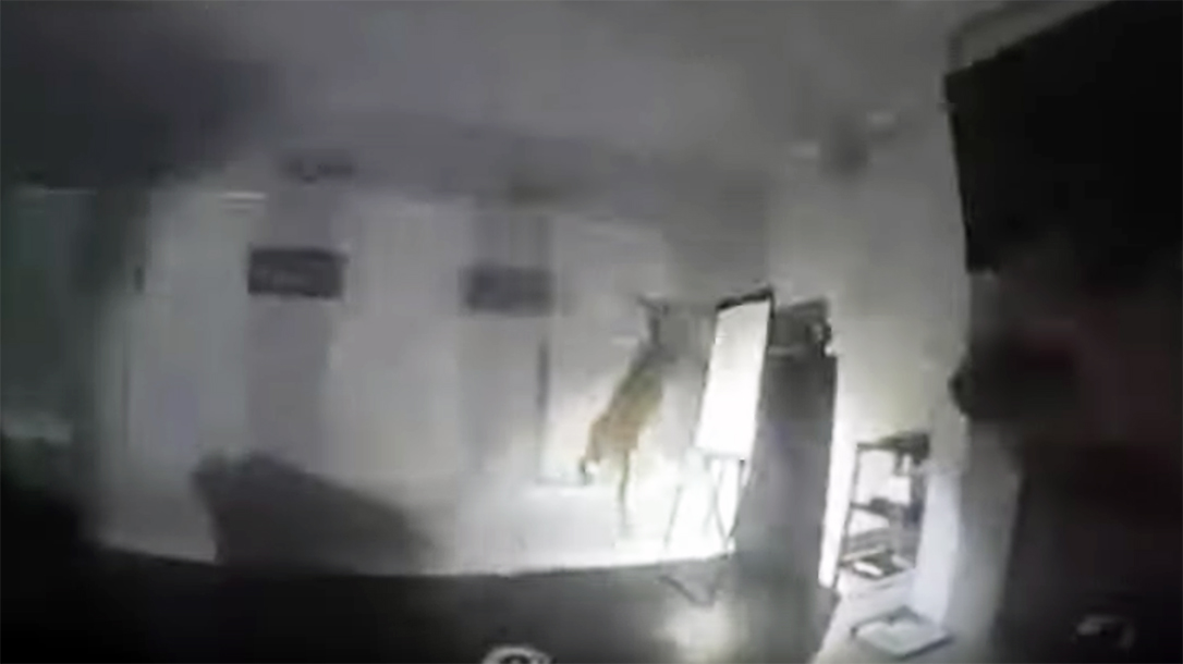 Lufkin Police Versus Deer