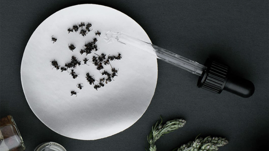 Anty Gin, ants, strange alcohol