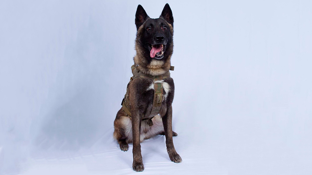 Declassified Dog, Abu Bakr al-Baghdadi