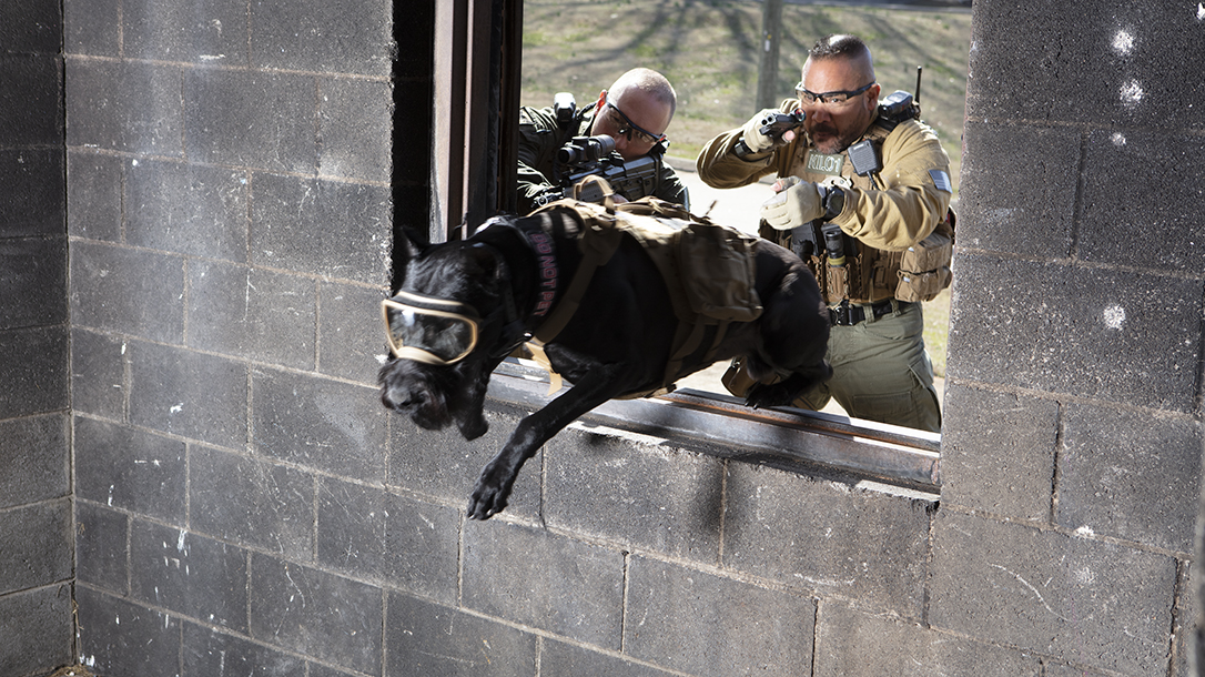 STL Garcia uses giant schnauzers to quell prison riots.