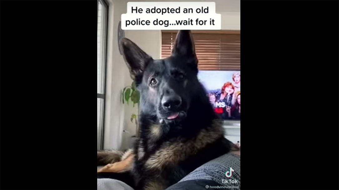 A retired police K9 whipped his head around at the mention of 'cocaine.'