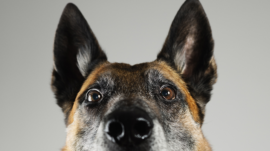 A belgian Malanois sits at attention waiting patiently for his owner.