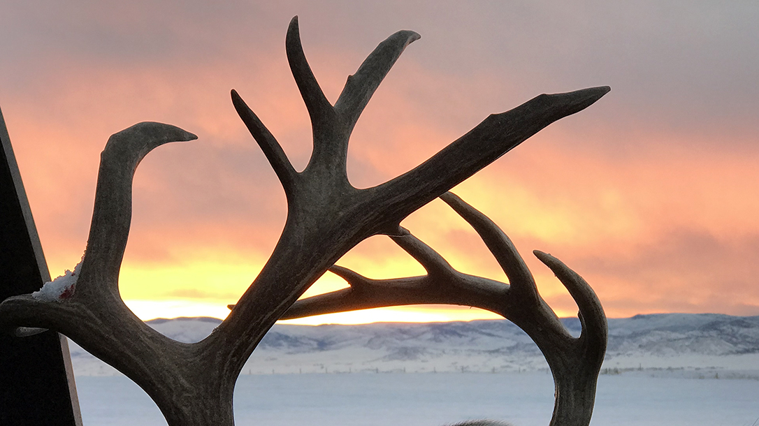 Horns and a tale of 2 hunts tell of adventure.