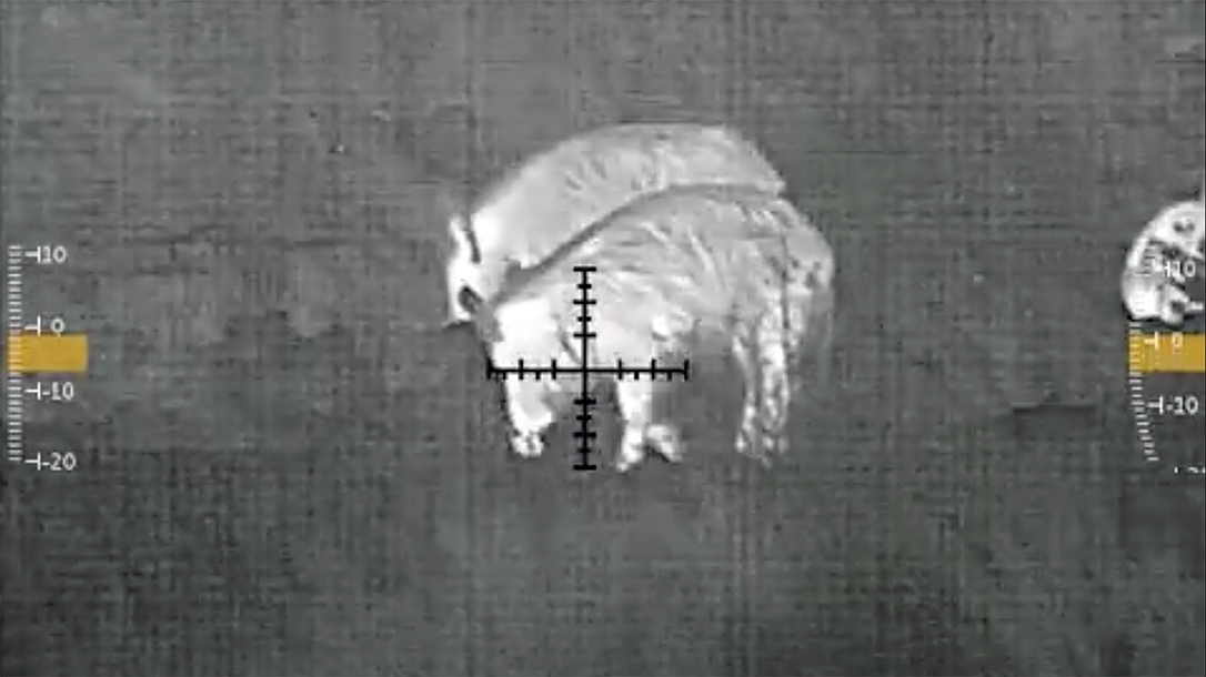 Hunting hogs with thermal optics in Texas.