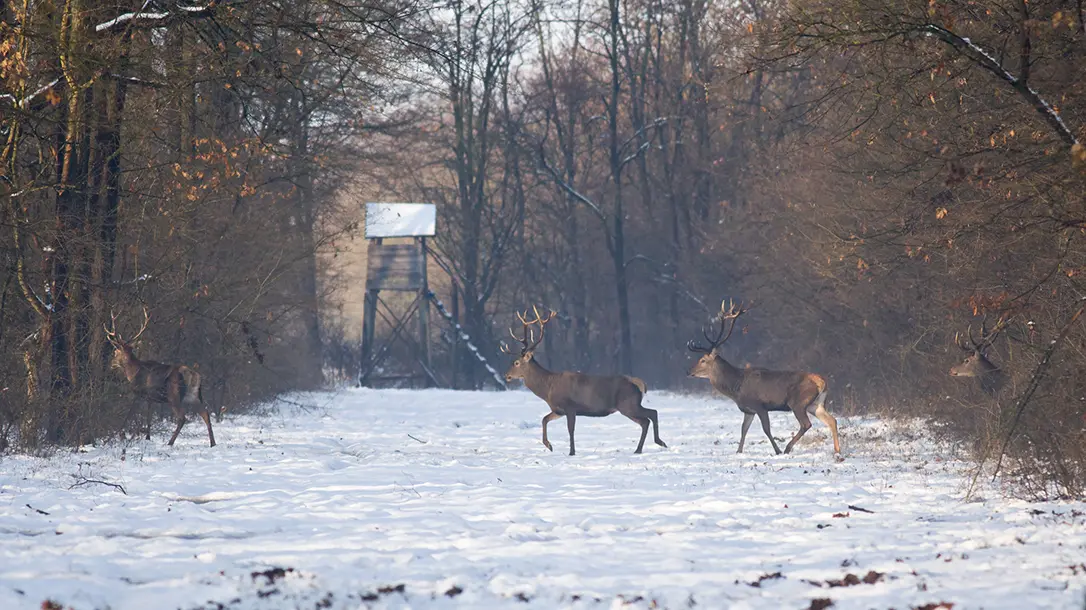 Getting started in deer hunting.
