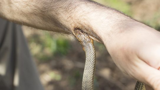 snake bite, how to treat a snake bite