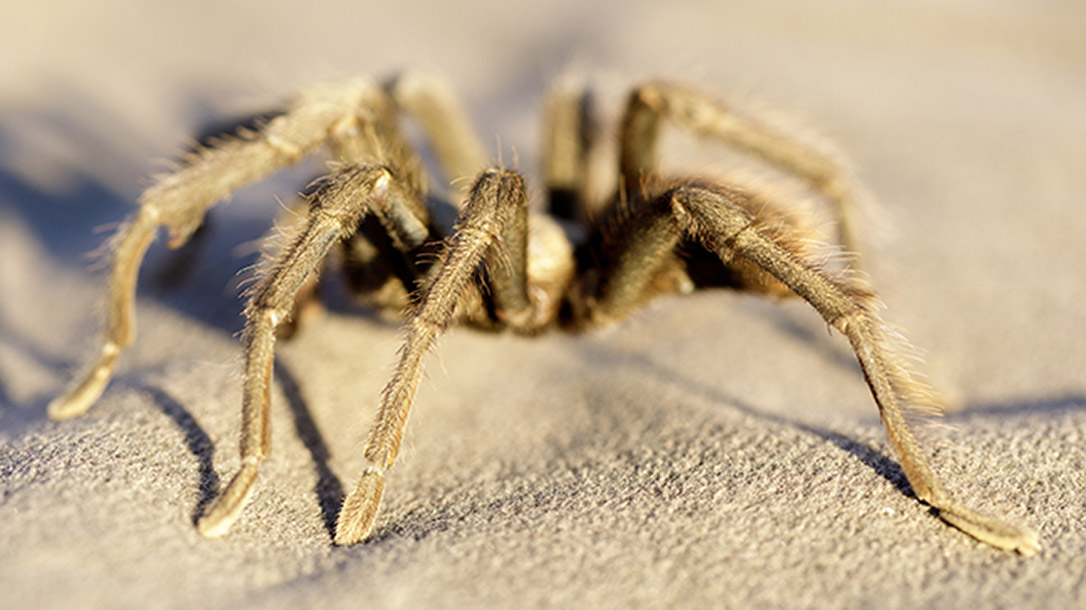 The desert tarantula spider is know to have a very painful bite.