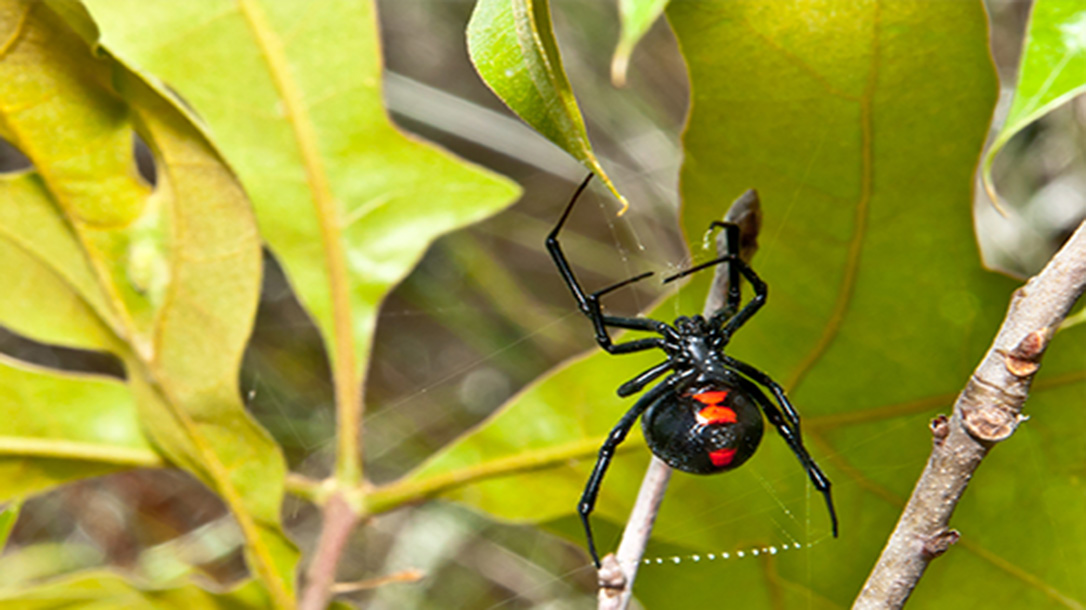 Black widow spider have a red hourglass shape on their abode which is very easily recognizable.