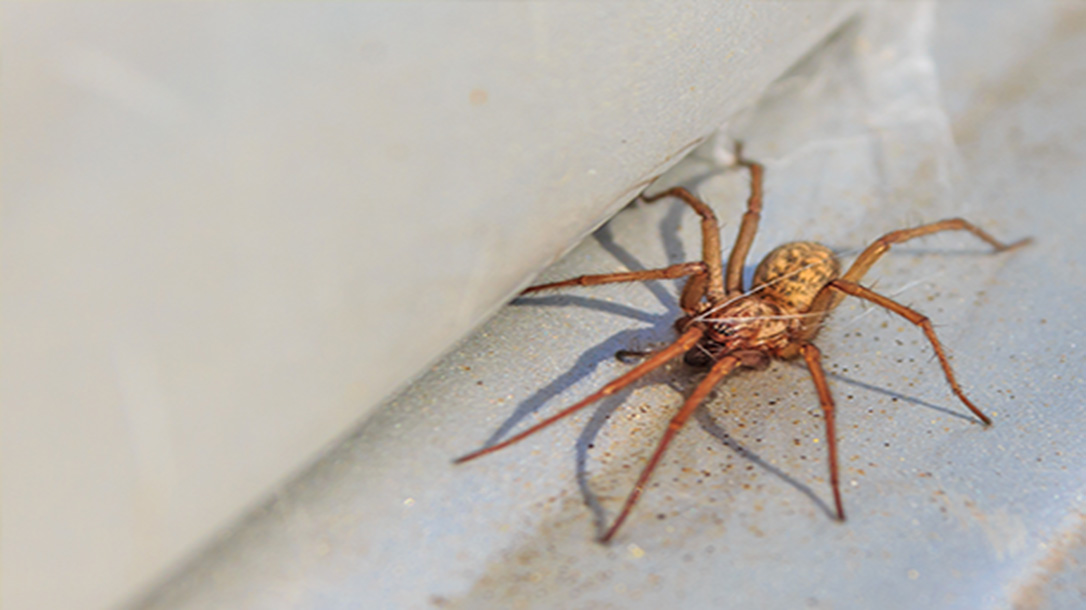 A Bite from a Brown recluse spider can be very dangerous and deadly if not treated correctly.