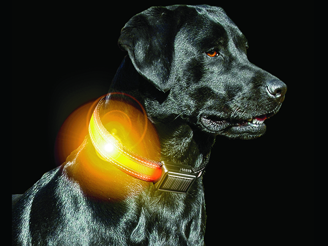 survival gear Brite-Strike Rechargeable Lighted Dog Collar