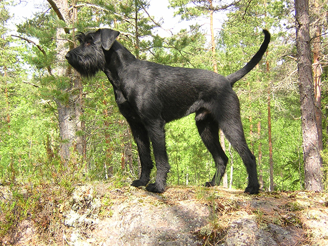 Giant Schnauzer personal protection dogs