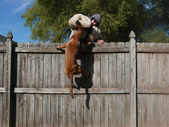 Personal Protection Dog jump
