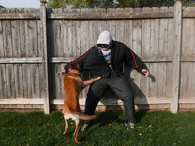 Personal Protection Dog attack